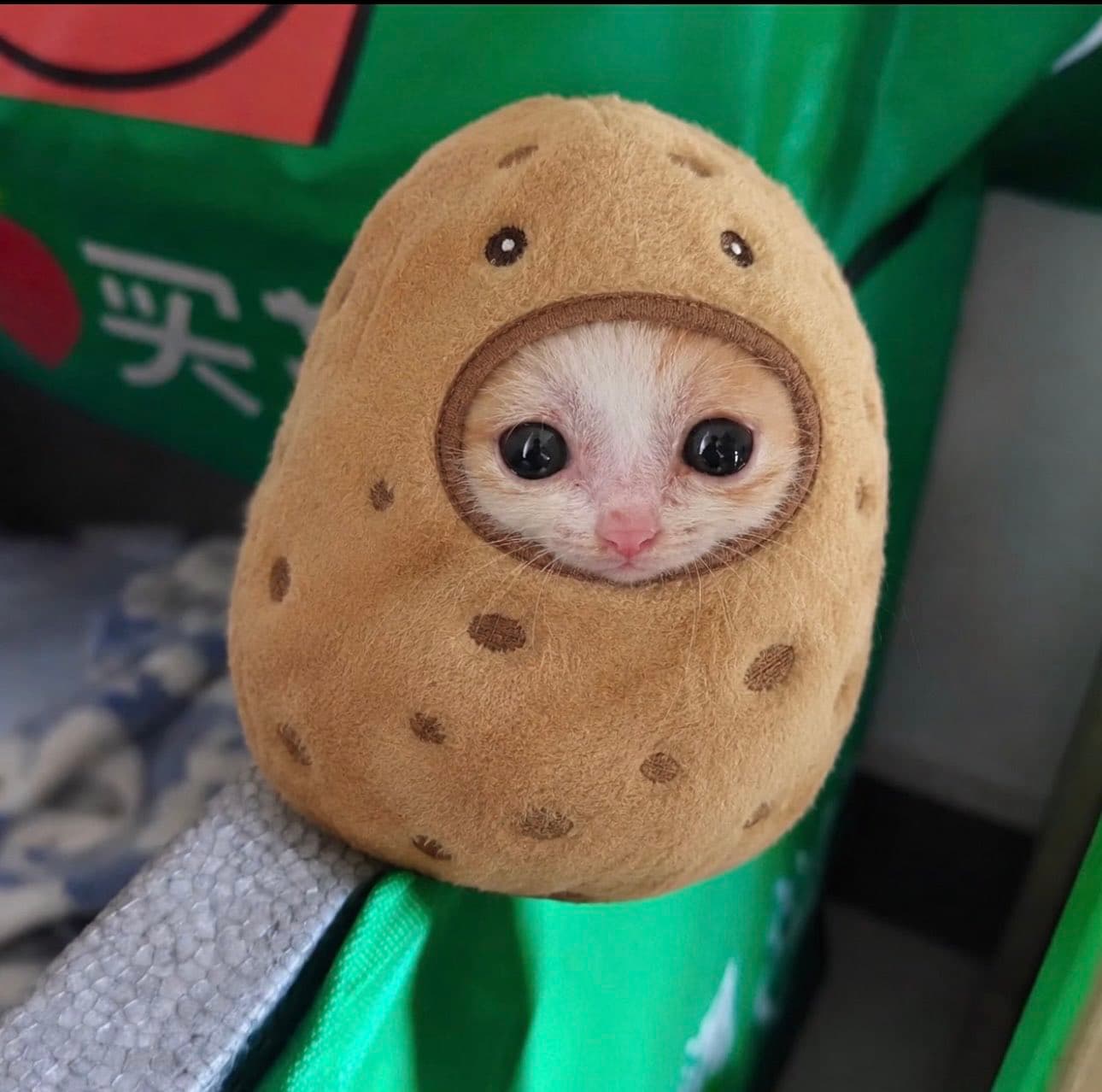 Potato close-up portrait
